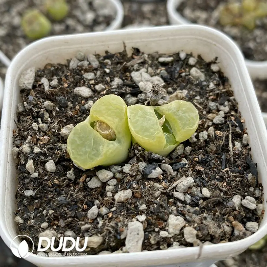 1756122936-1741945728-e201.webp Conophytum 1810.1 Bunana Double Heads - Image 1