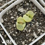 Conophytum 1810.1 Bunana Double Heads - Image 2