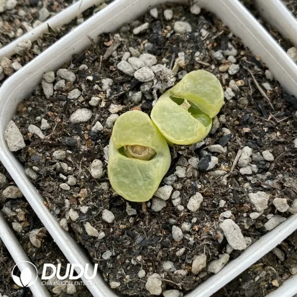 Conophytum 1810.1 Bunana Double Heads - Image 2