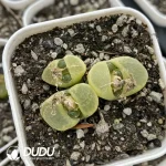 Conophytum 1810.2 Bunana 3-head Clustering