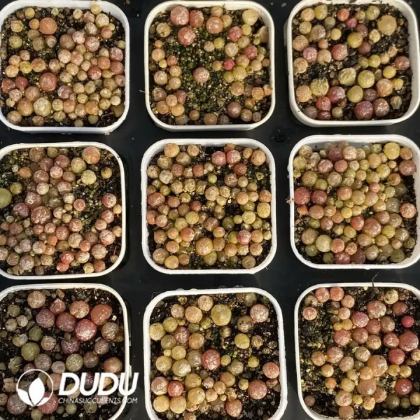 Conophytum Burgeri - Image 2