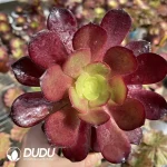 Aeonium Arboreum Velour European
