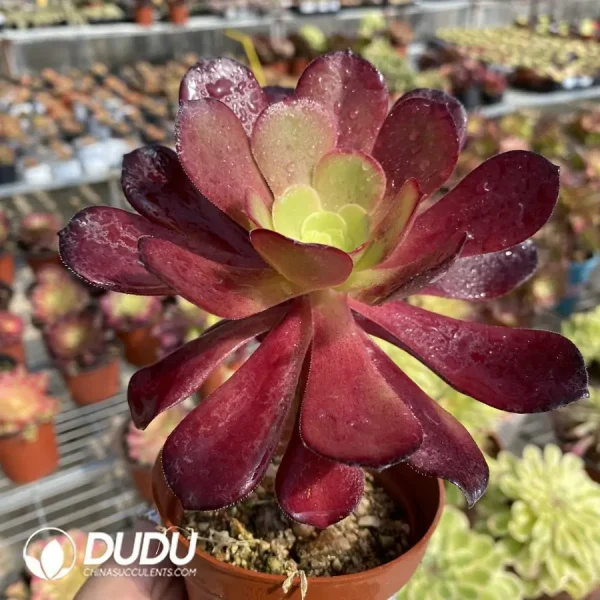 Aeonium Arboreum Velour European - Image 2