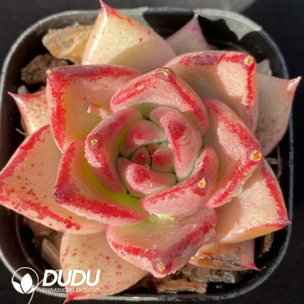 Echeveria Romeo - Image 1