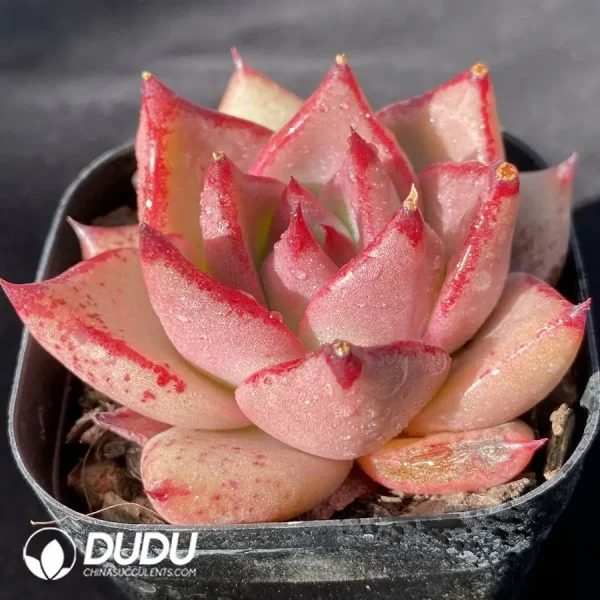 Echeveria Romeo - Image 2