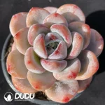 Echeveria Star Snow Round Leaves