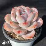 Echeveria Star Snow Round Leaves - Image 2