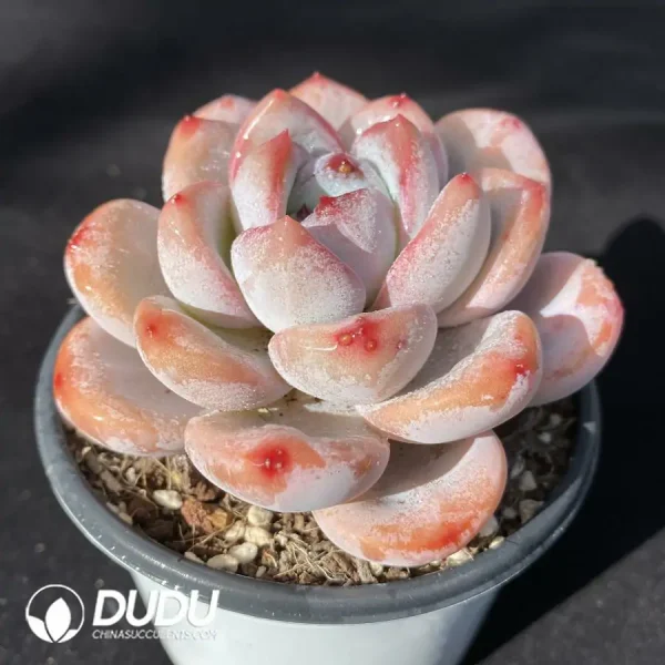 Echeveria Star Snow Round Leaves - Image 2
