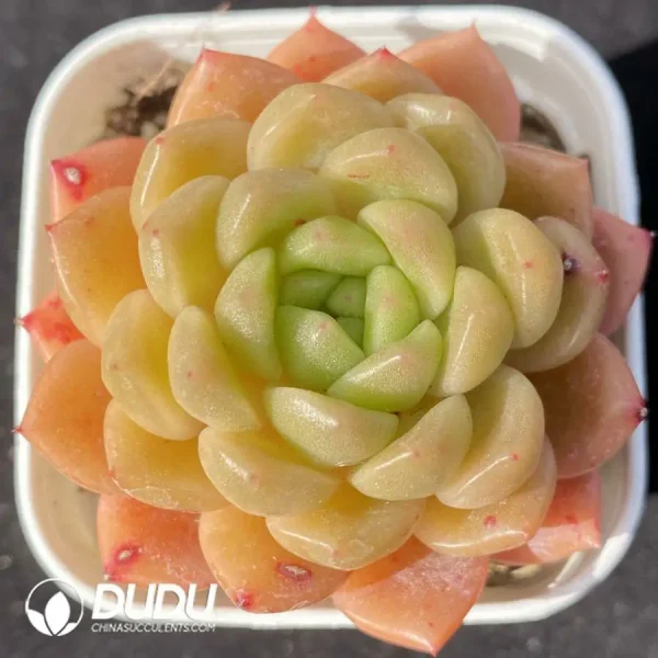 1756123012-1742175612-e201.webp Echeveria Peace Bird - Image 1