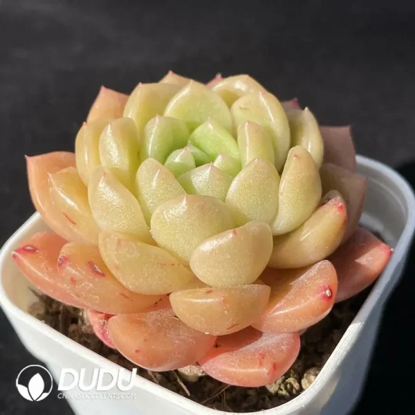 Echeveria Peace Bird - Image 2