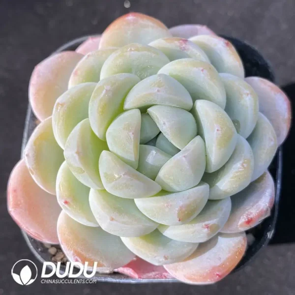 Echeveria Cold Pond Fragrance - Image 1