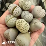 100Pcs Lithops Dinteranthus vanzylii0