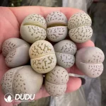 100Pcs Lithops Dinteranthus vanzylii0 - Image 2