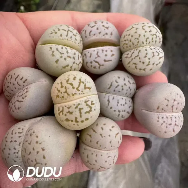 100Pcs Lithops Dinteranthus vanzylii0 - Image 2