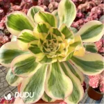 Aeonium Undulatum variegated