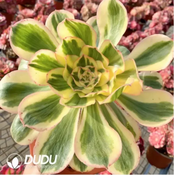 1756123019-1-688.webp Aeonium Undulatum variegated - Image 1