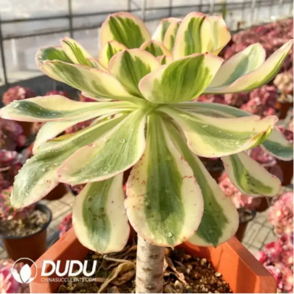 Aeonium Undulatum variegated - Image 2