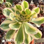 Aeonium Undulatum variegated - Image 3