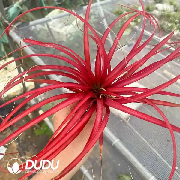 Tillandsia Red Brachycaulos - Image 1