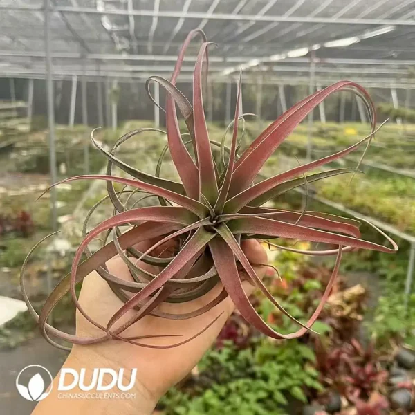 Tillandsia Eric Knobloch - Image 1