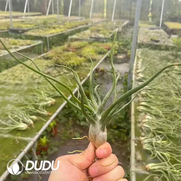 Tillandsia Showtime - Image 1