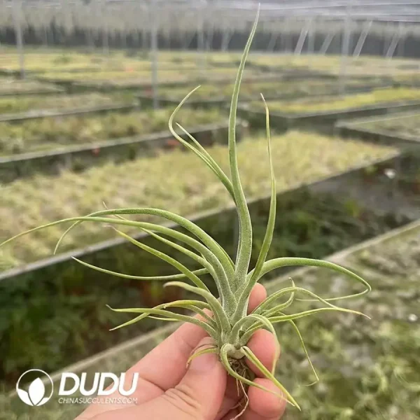 Tillandsia Caput-Medusae (Seed Form) - Image 1