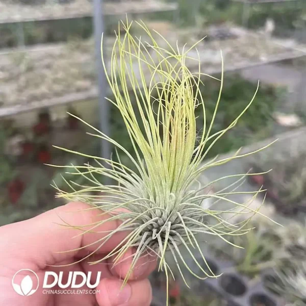 Tillandsia Andreana - Image 1