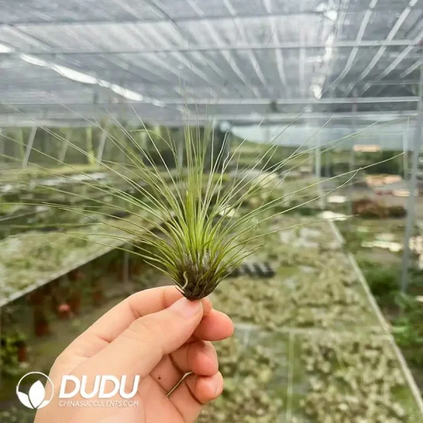 Tillandsia Filifolia - Image 1