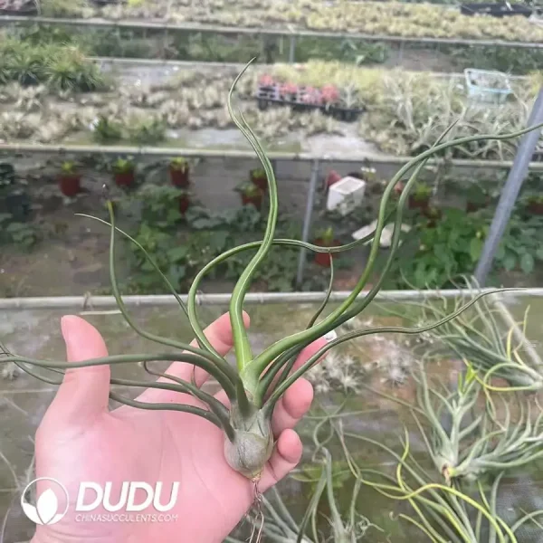 Tillandsia Bulbosa Giant Form - Image 1