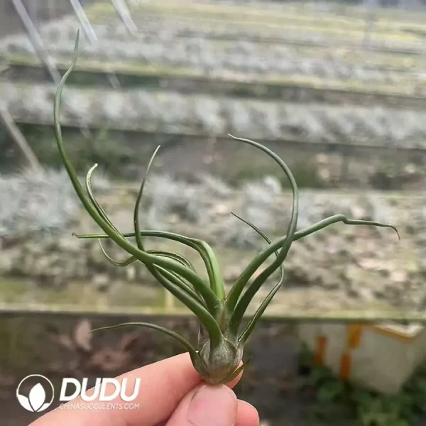 1756123031-1742197462-e201.webp Tillandsia Bulbosa Small Form - Image 1