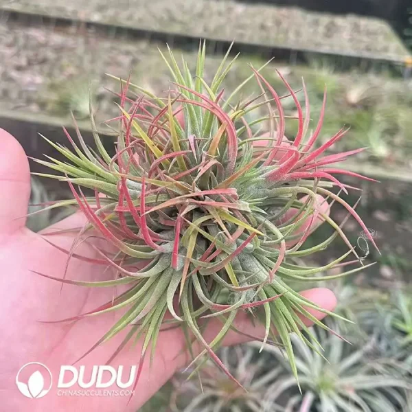 (Scattered)Tillandsia ionantha 'Rubra' Cluster - Image 1