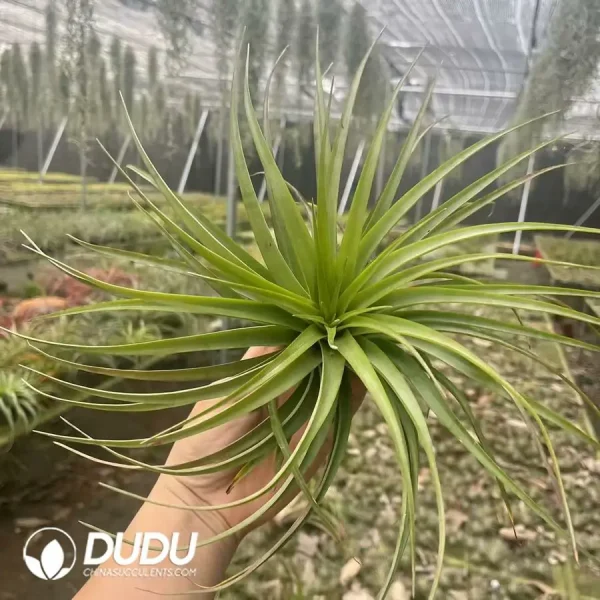 Tillandsia Green Brachycaulos - Image 1