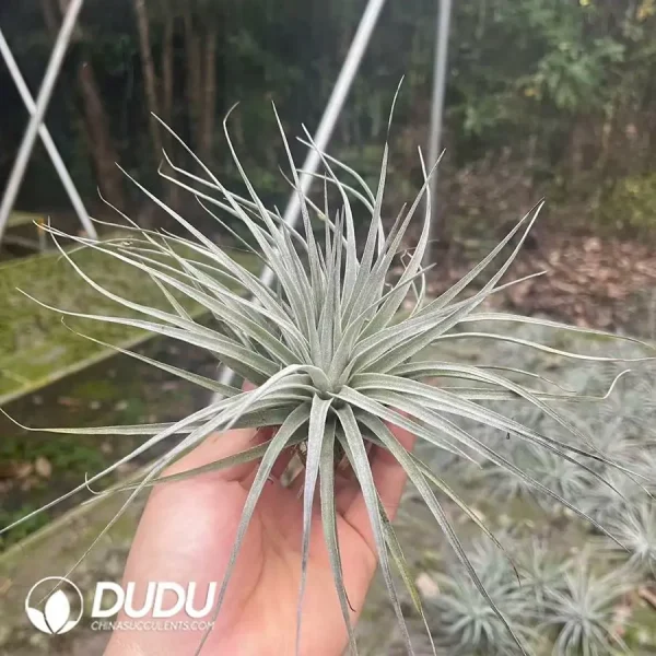 Tillandsia Cotton Candy - Image 1