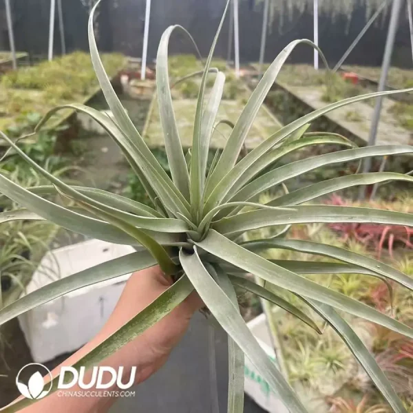 Tillandsia Capitata Green - Image 1