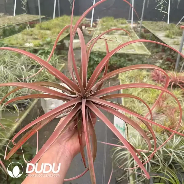 Tillandsia Capitata Red - Image 1