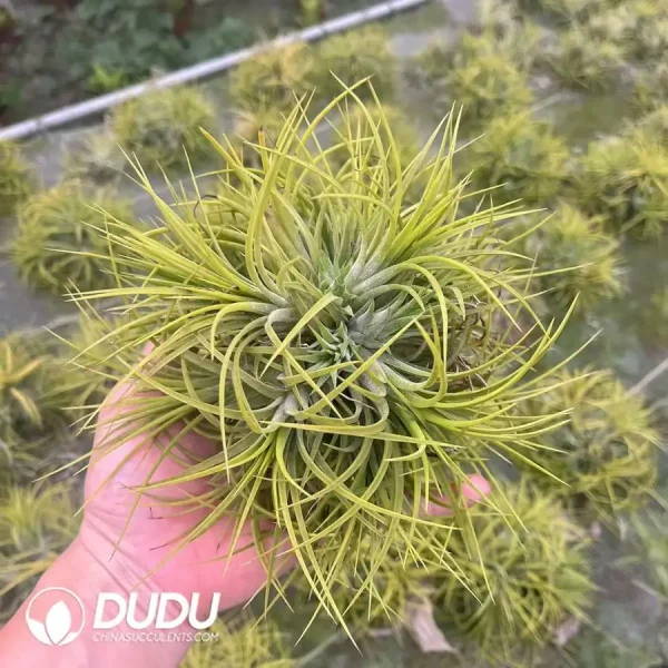 (Scattered)Tillandsia Ionantha 'Druid' Cluster - Image 1