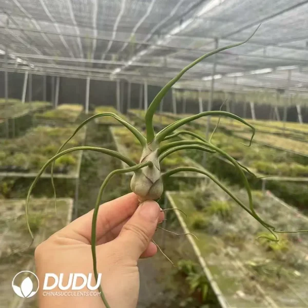 Tillandsia Bulbosa Middle Form - Image 1