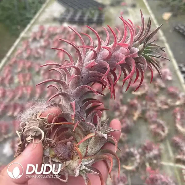 Tillandsia Van-hyningii - Image 1