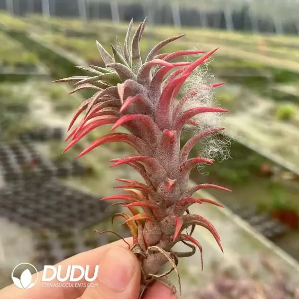 Tillandsia Keel - Image 1