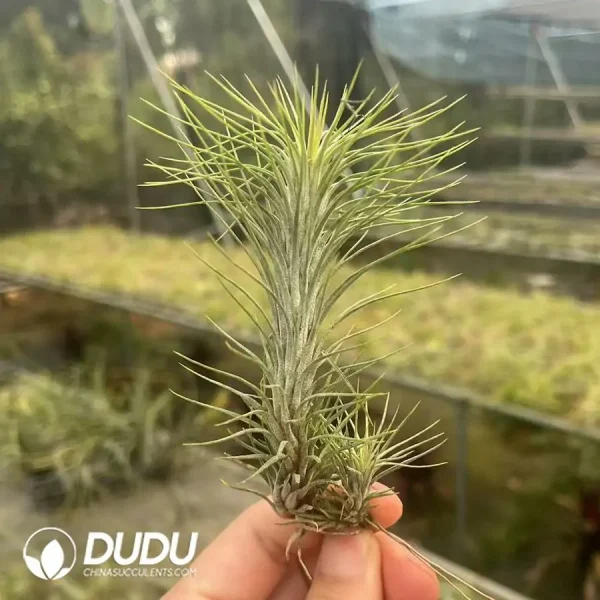 Tillandsia Funckiana - Image 1