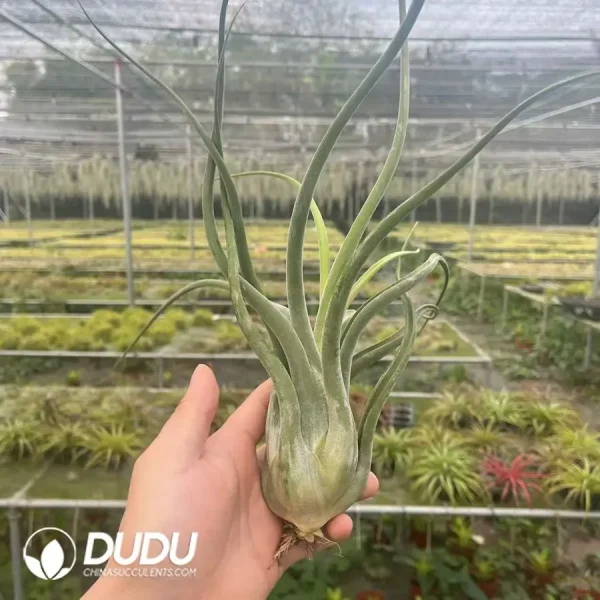 Tillandsia caput-medusae 'Giant' - Image 1