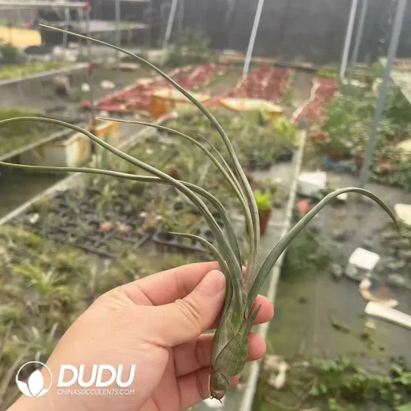 Tillandsia Pseudobaileyi - Image 1