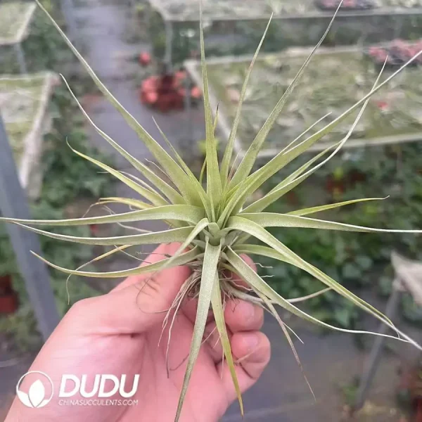 Tillandsia Little Green Brachycaulos - Image 1