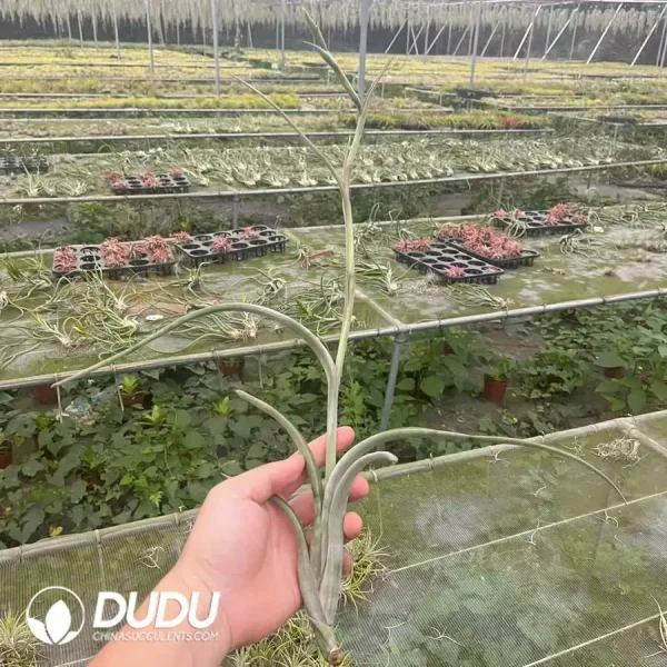 Tillandsia Intermedia - Image 1