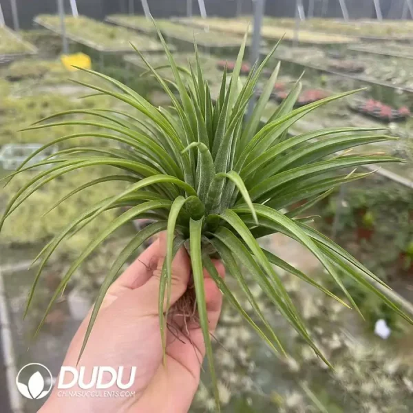 Tillandsia Victoria - Image 1