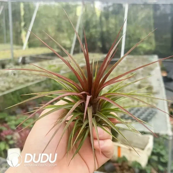 Tillandsia Red Rain Forest - Image 1