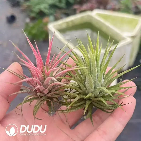 Tillandsia Ionantha - Image 1