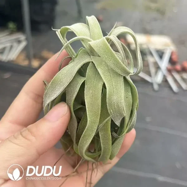 Tillandsia Medium T.strptophylla - Image 1