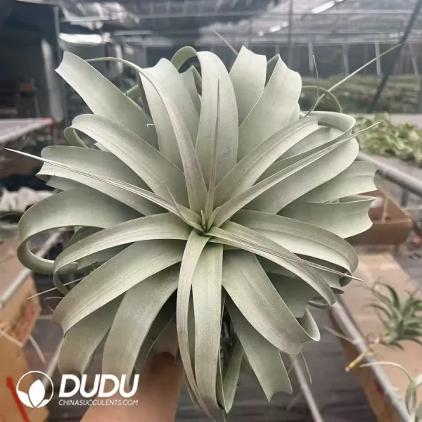 Tillandsia Xerographica - Image 1