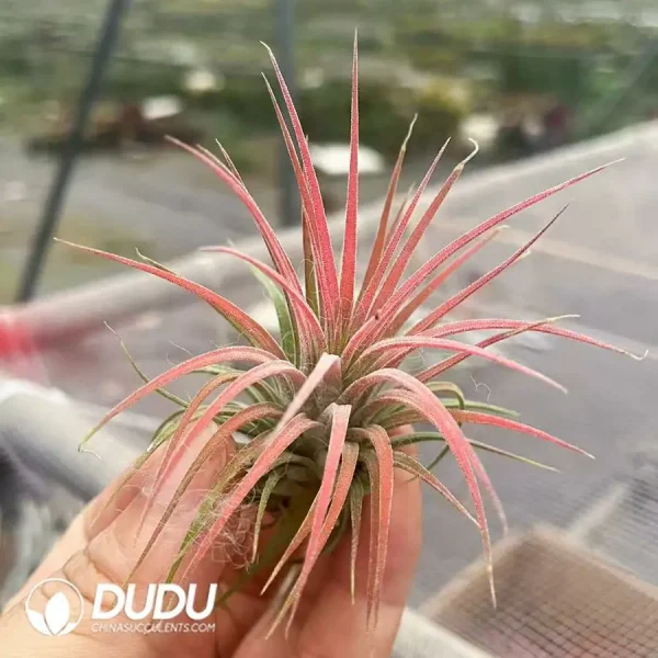 Tillandsia Ionantha 'Rubra' - Image 1